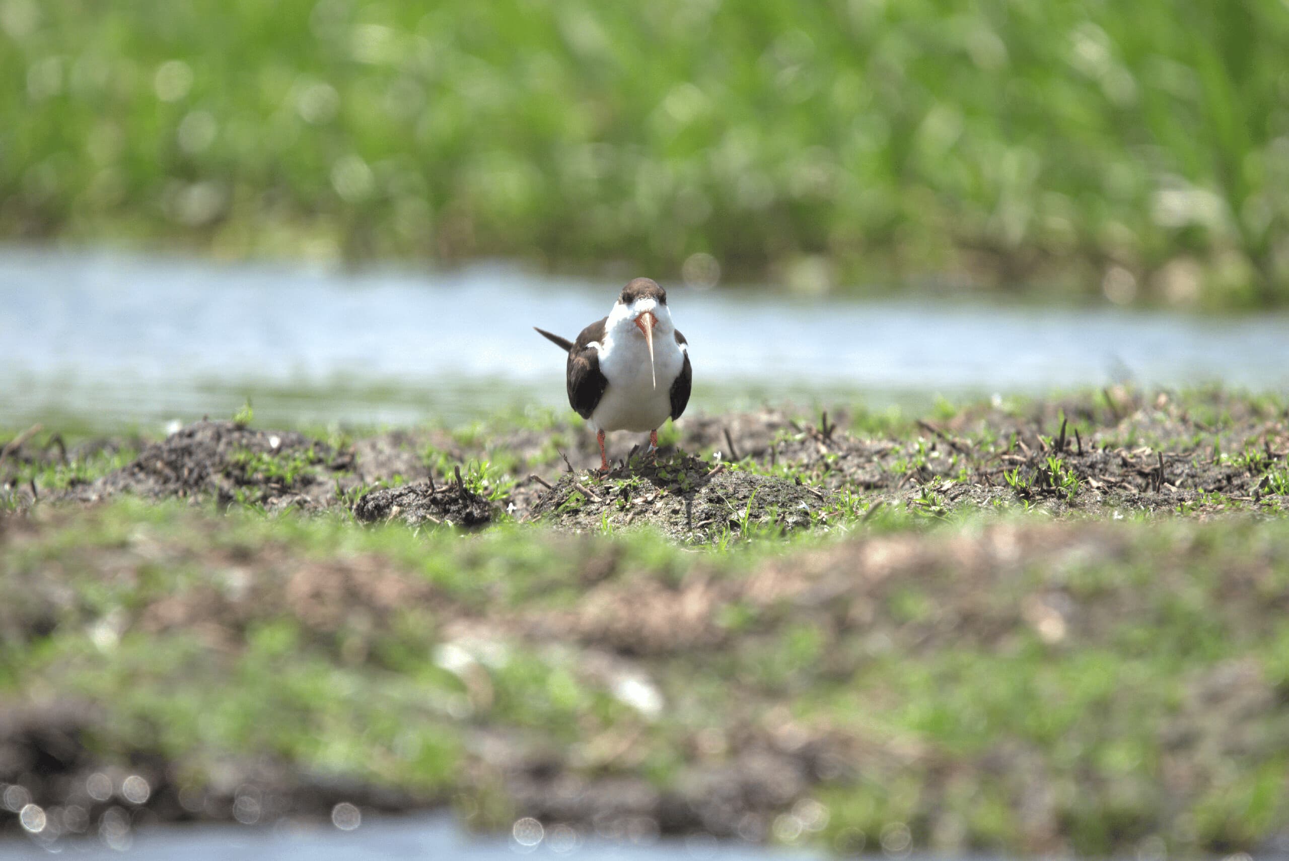 Image of a bird taken on a bird watching tour in Uganda