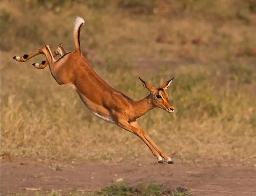 Image of a female impala rnunning