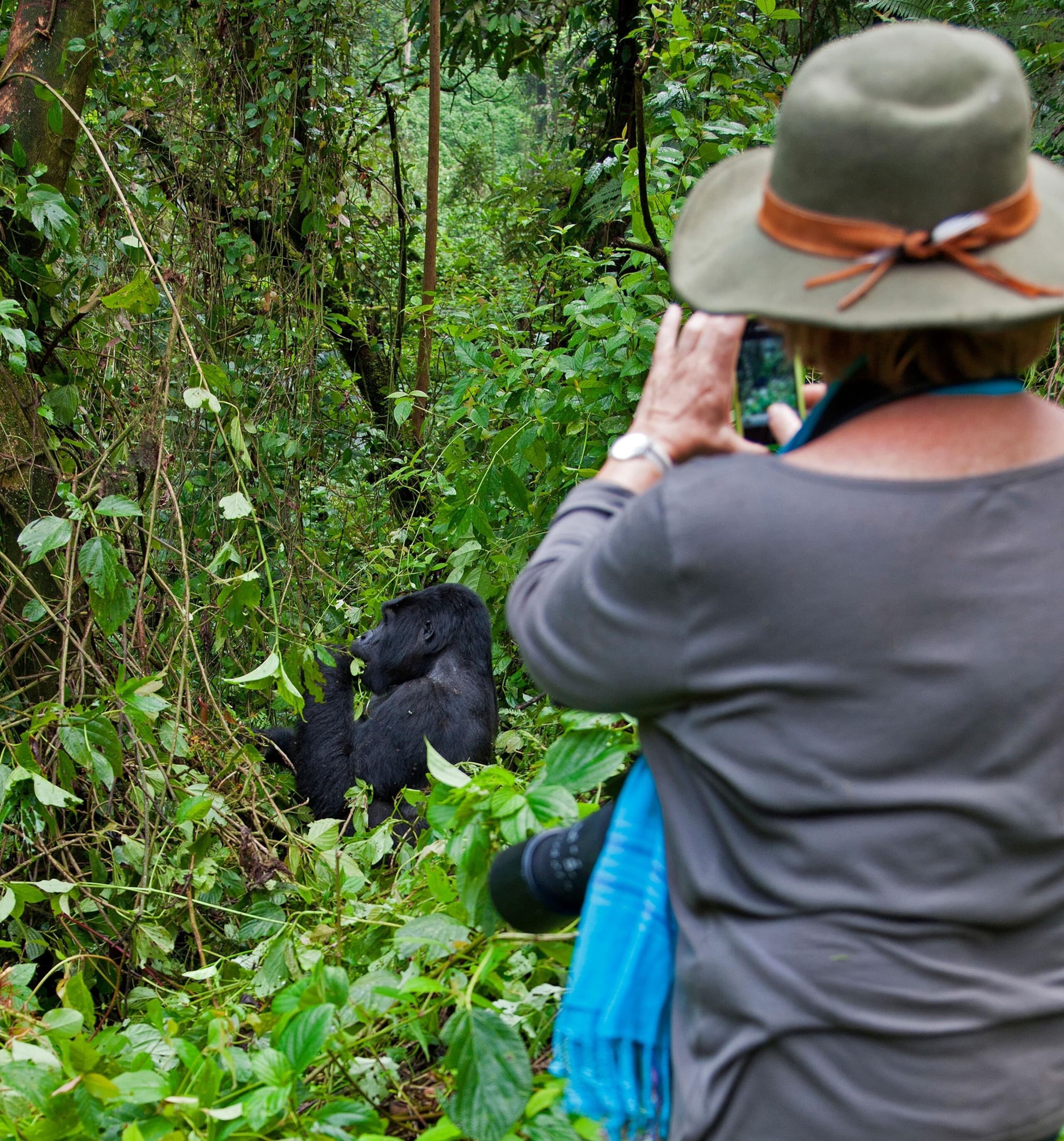 Researchers and tourists observing gorillas in Bwindi forest