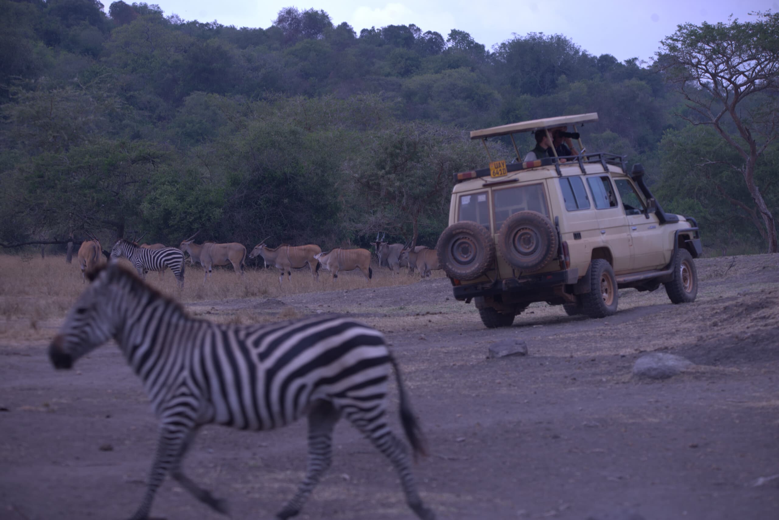 image of a zebras and impalas taken during a game drivein Lake Mburo National Park