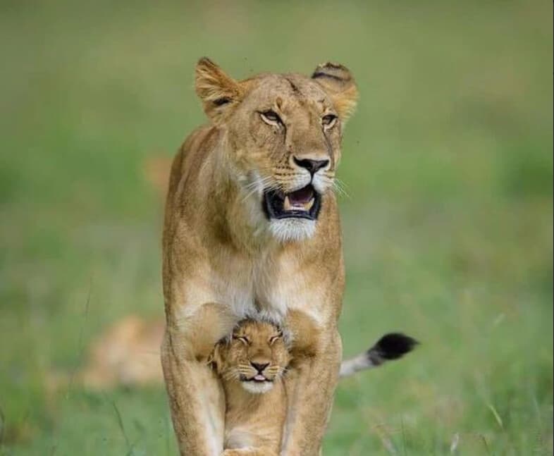 Safari vehicle in Queen Elizabeth National Park