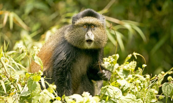 Image of a baboon taken from Mgahinga Gorilla National Park