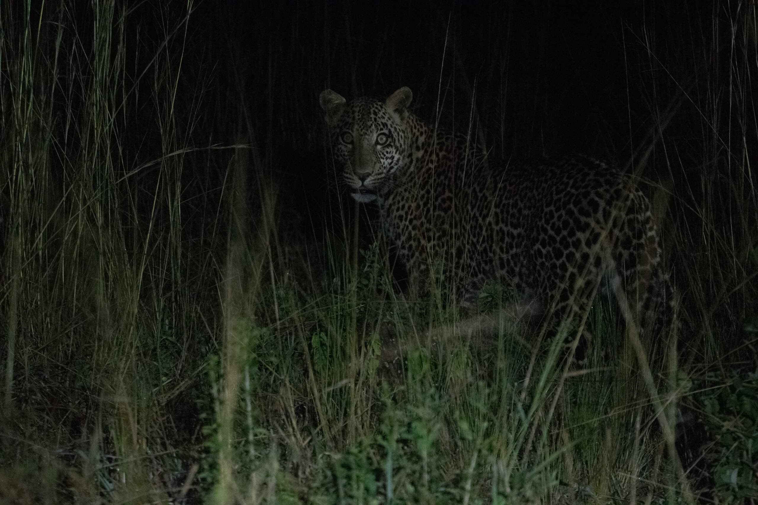Safari vehicle spotlighting wildlife during a night drive
