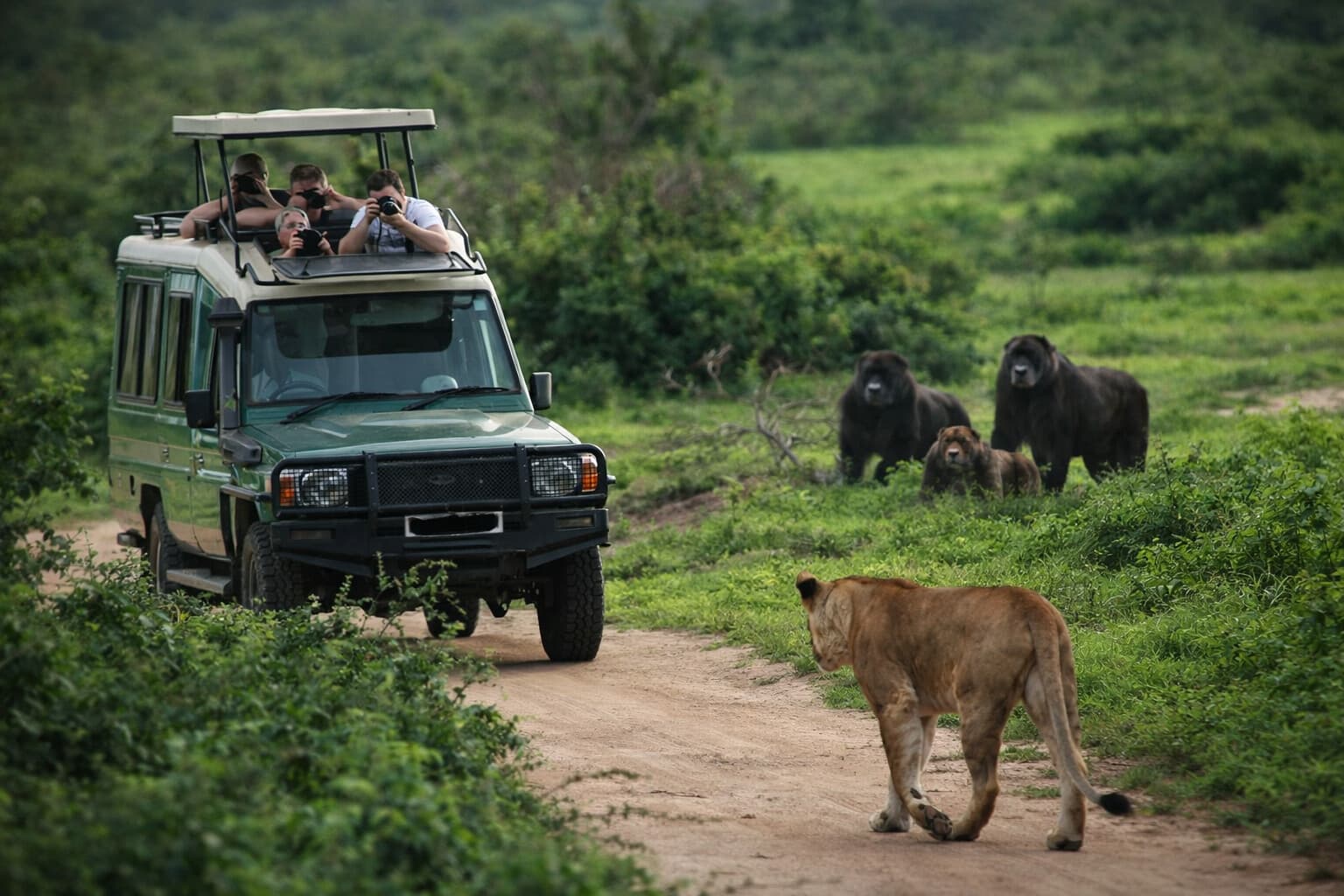 Image shwing tourists on in Queen Elizabeth national park taking images from a travel van