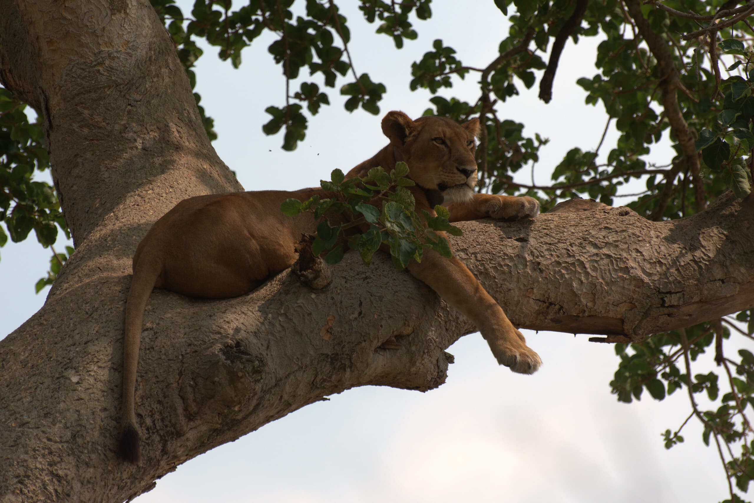 image of Queen Elizabeth National Park