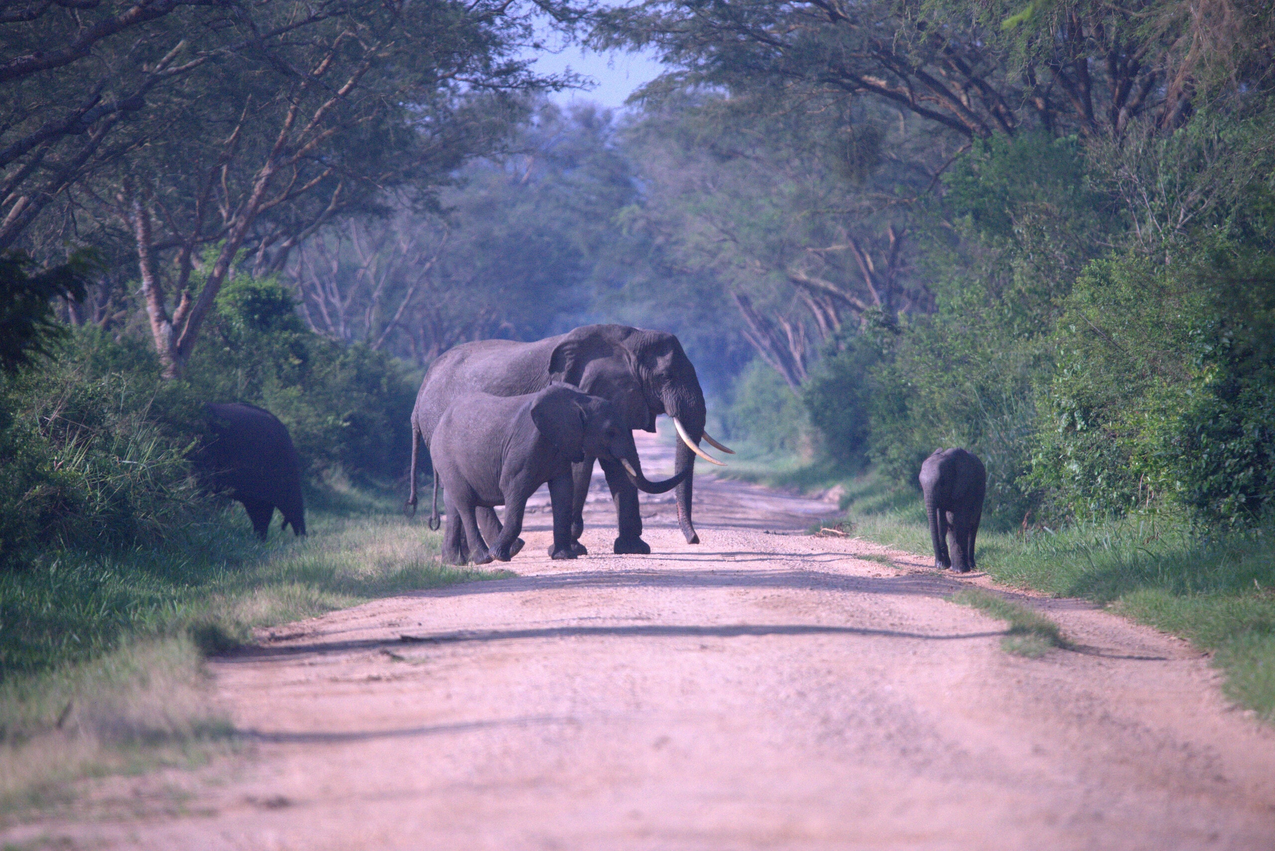 Panoramic view of Uganda’s landscapes and wildlife