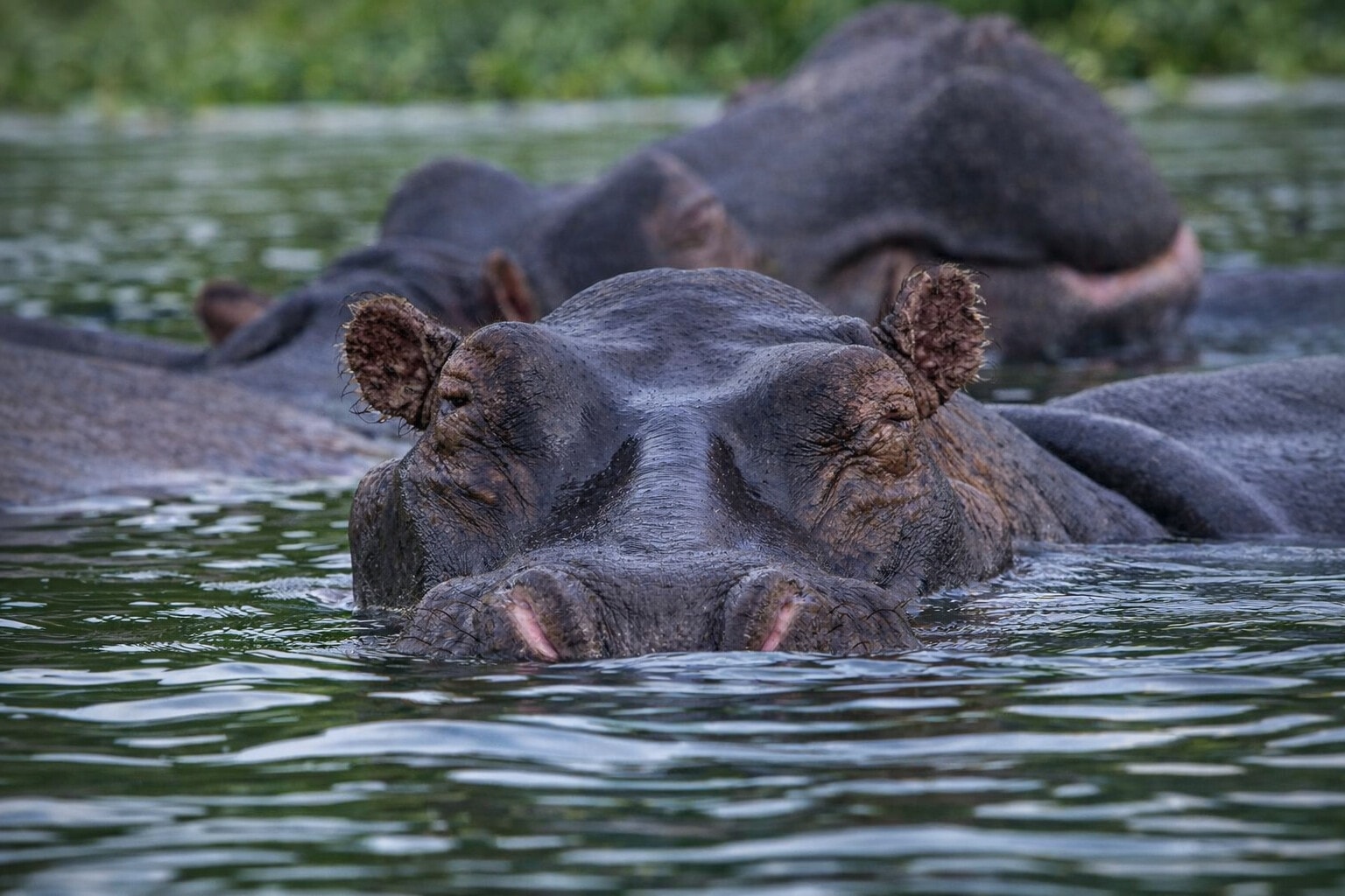 Panoramic view of Uganda’s landscapes and wildlife