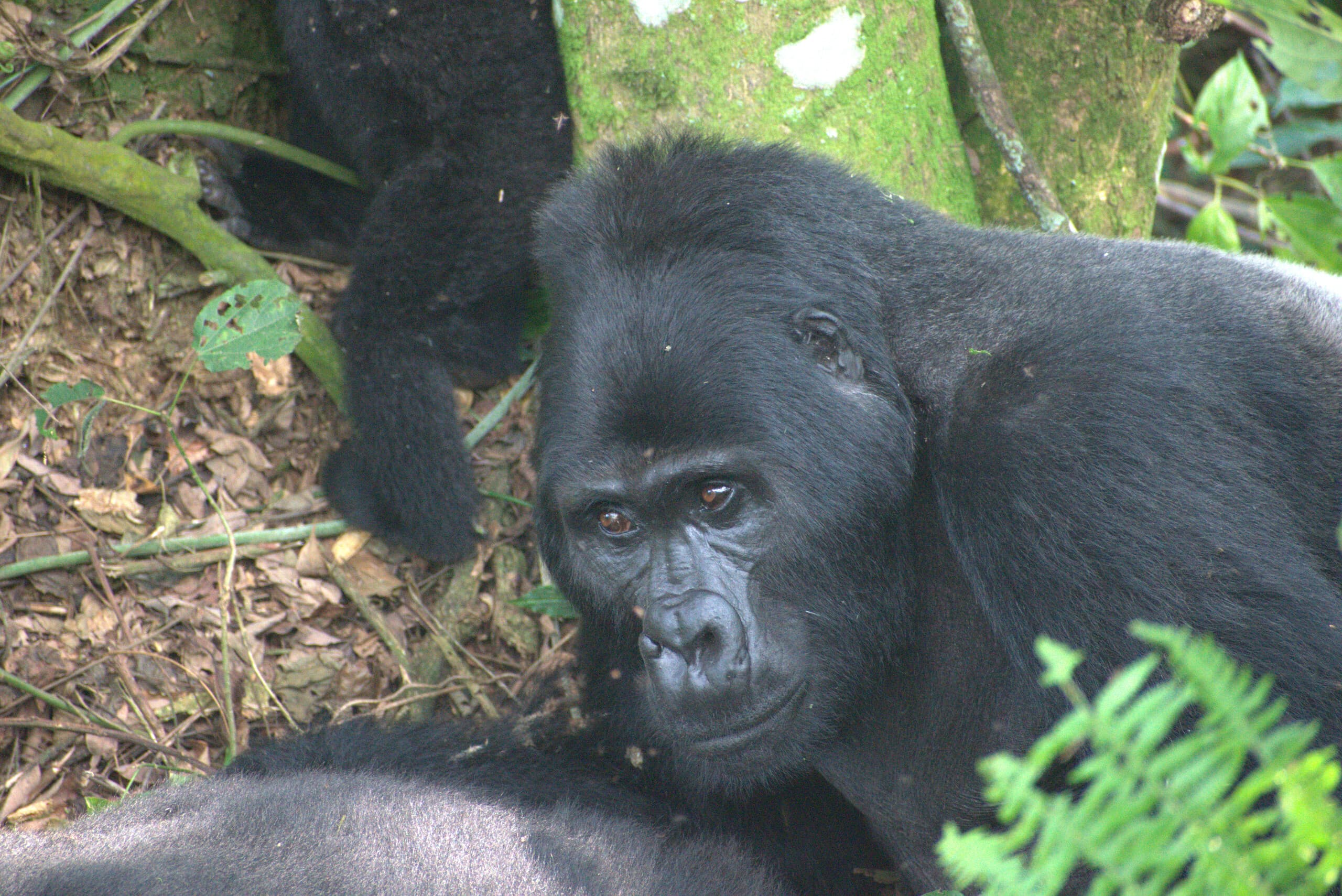 Image of a group of mountain gorillas