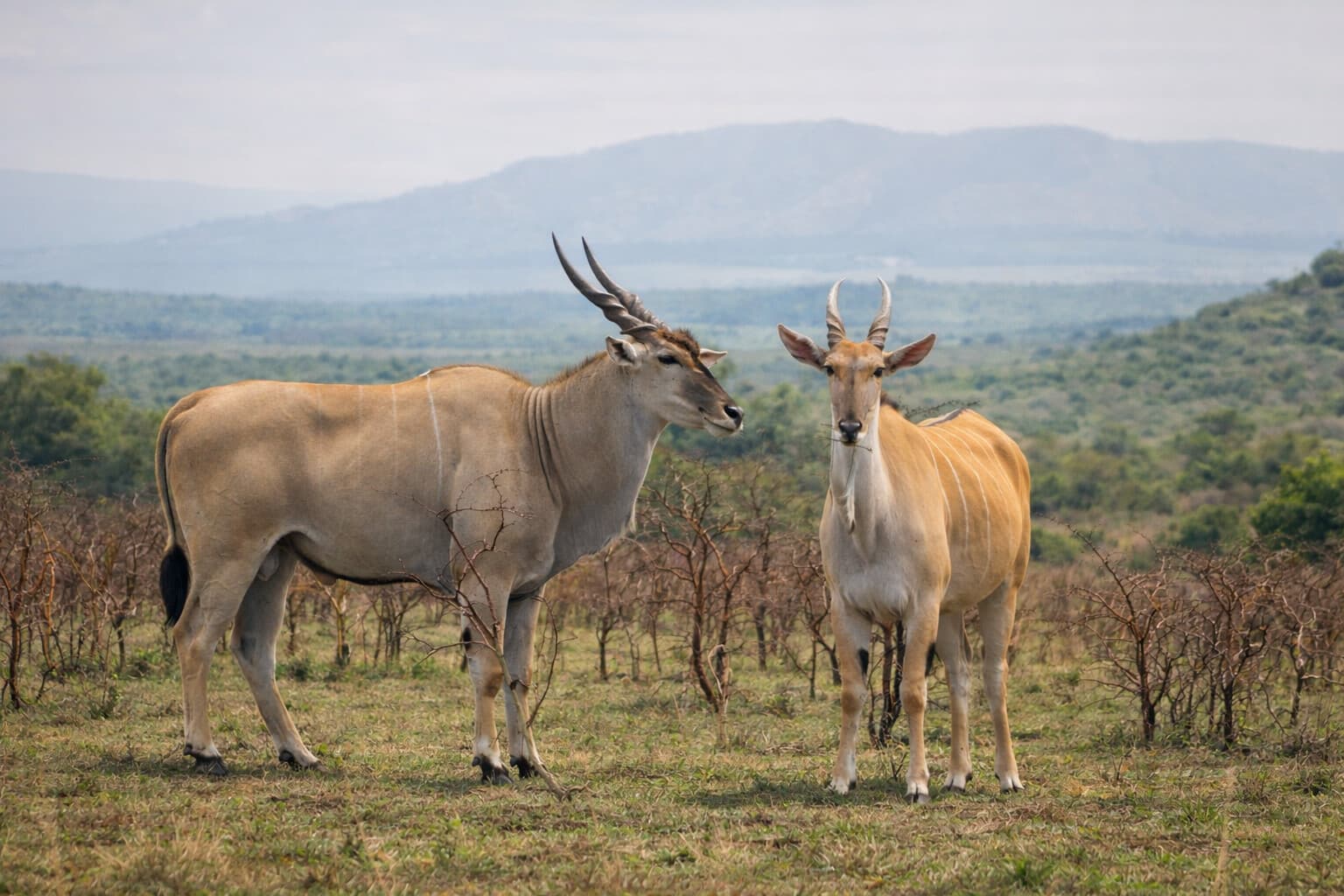 Image of antelopes in the wild taken from Lake Mburo National Park