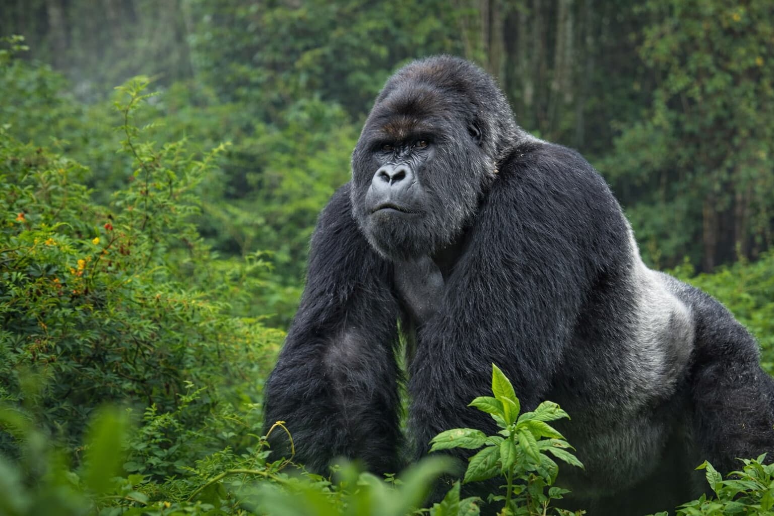 Image of a large male mountain gorilla taken form Bwindi Impenetrable National park