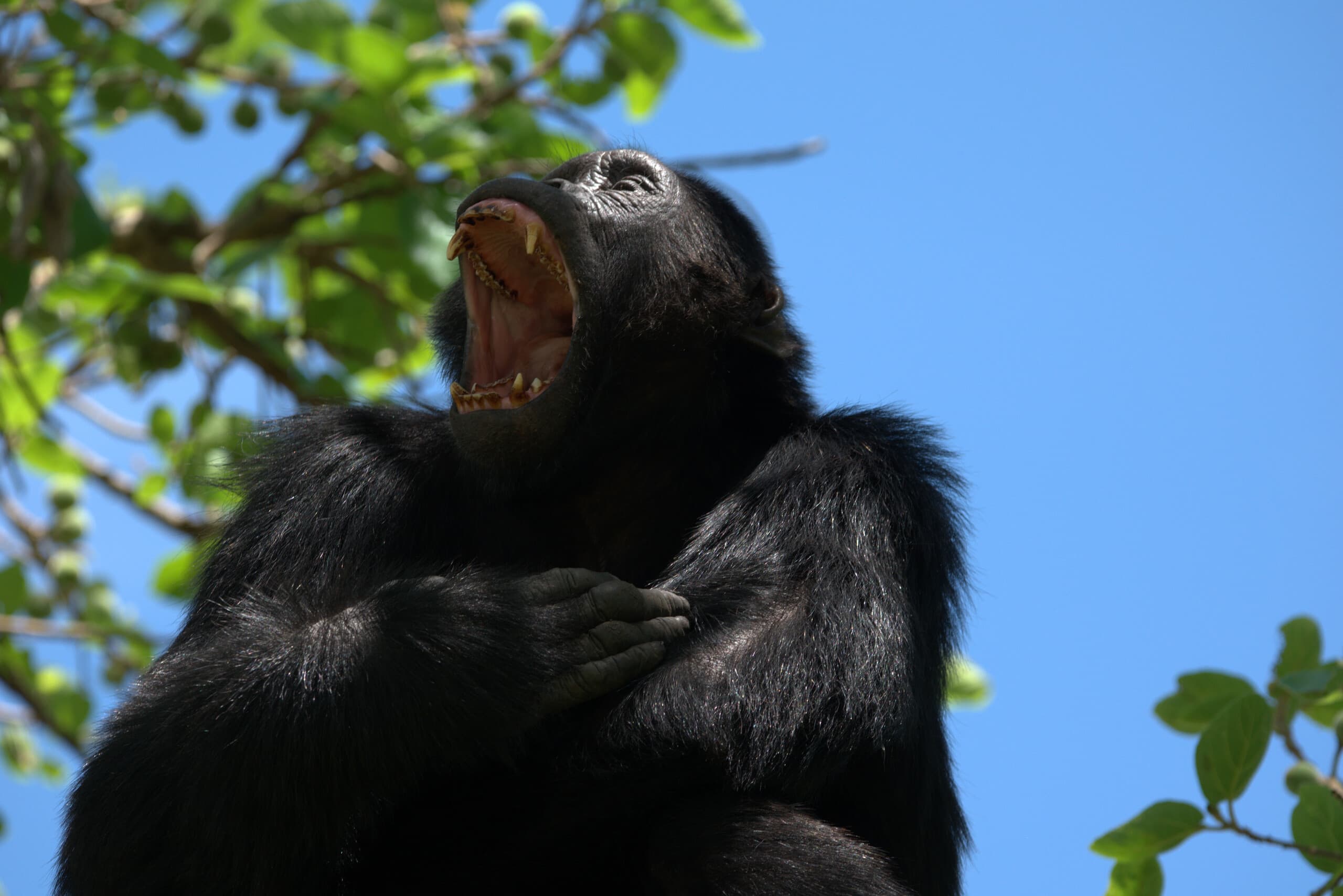 Image of a a gorilla seated on a branch