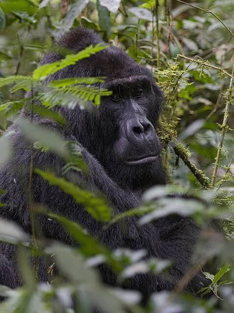 3 Days Gorilla Trekking Safari image