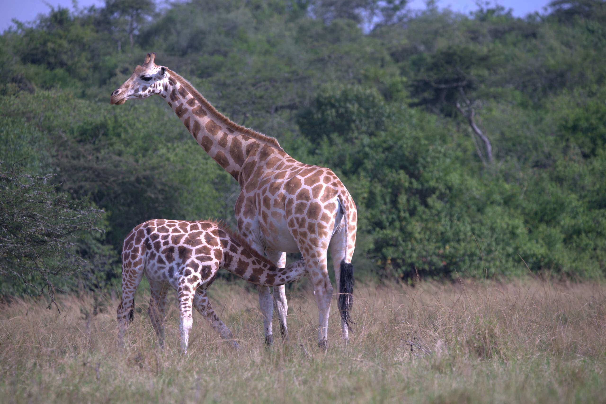 Image of giraffes taken from kidepo valley national park