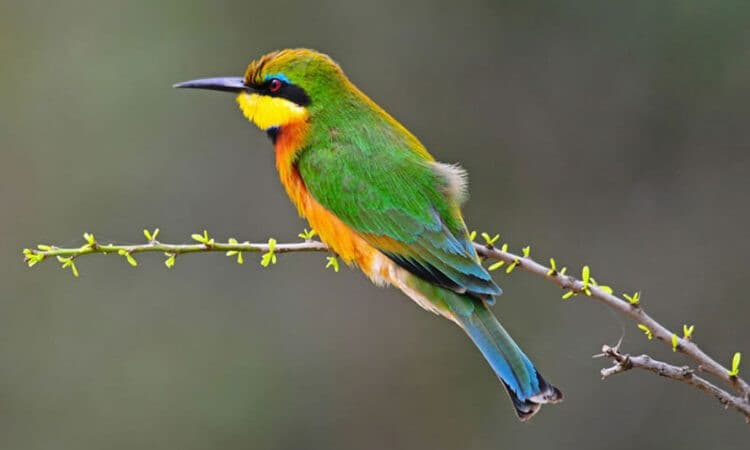 Image of a cinnamon bird species