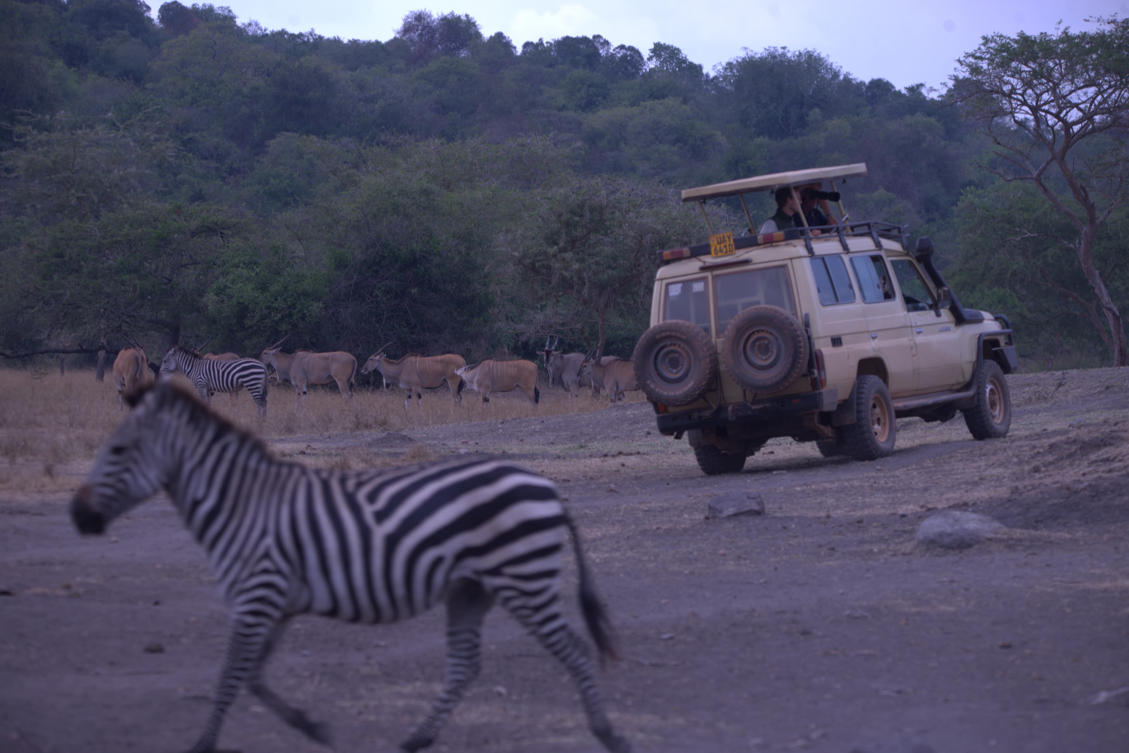 image of a zebras and impalas taken during a game drivein Lake Mburo National Park