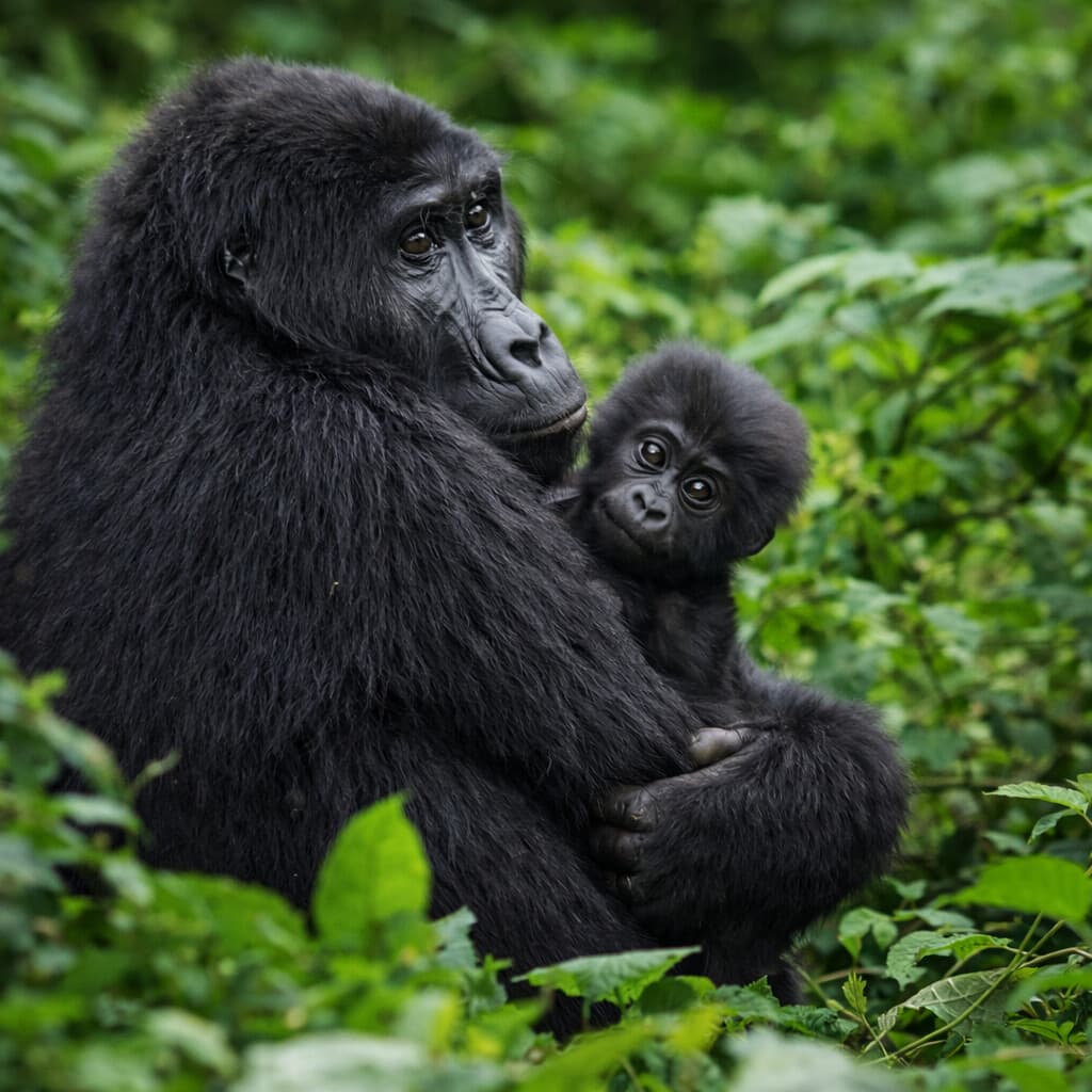 Image if a mother gorilla craddling an infant gorilla