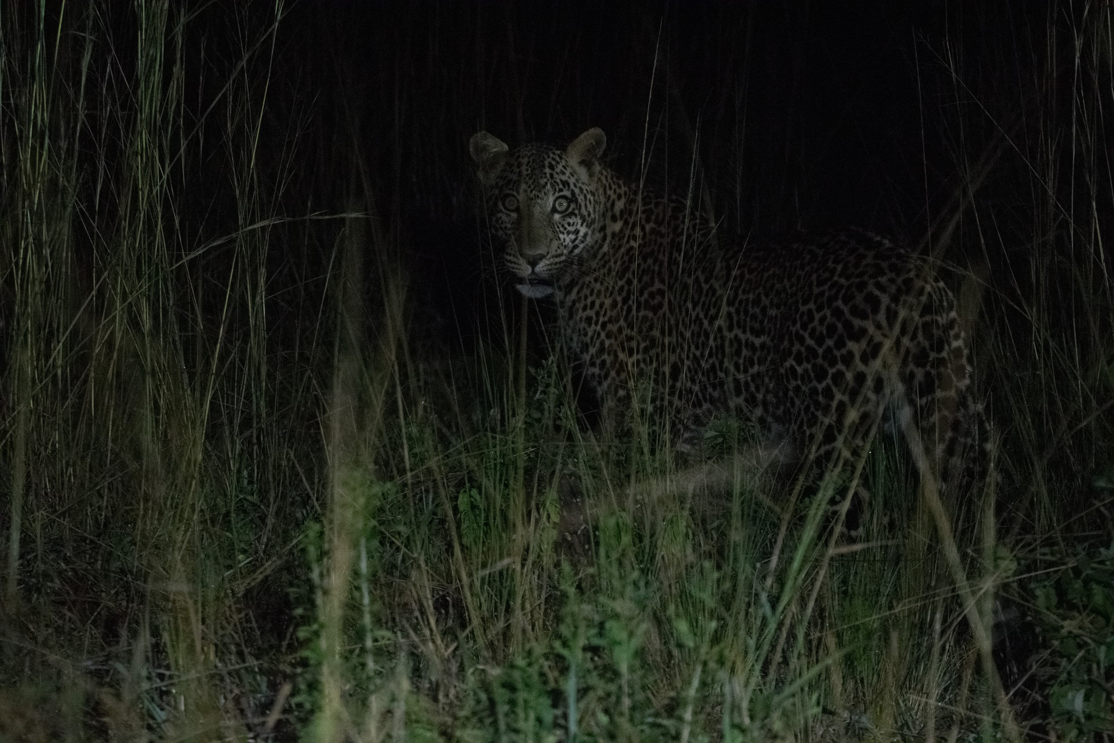 Safari vehicle spotlighting wildlife during a night drive