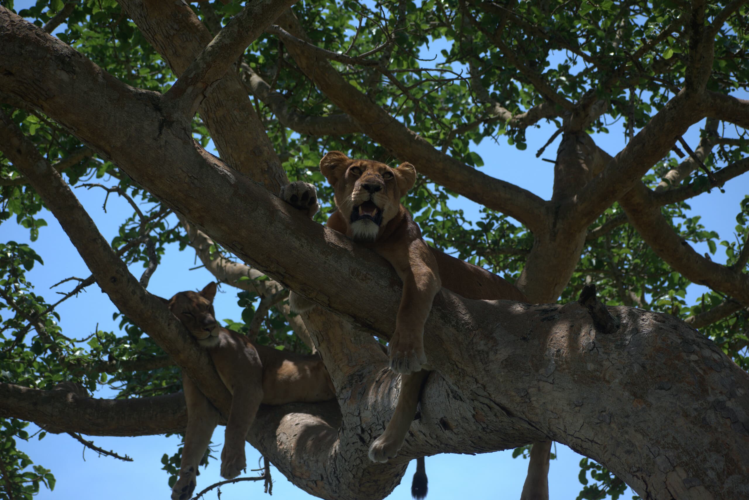 Image of tree climbing lions taken from queen Elizabeth national park