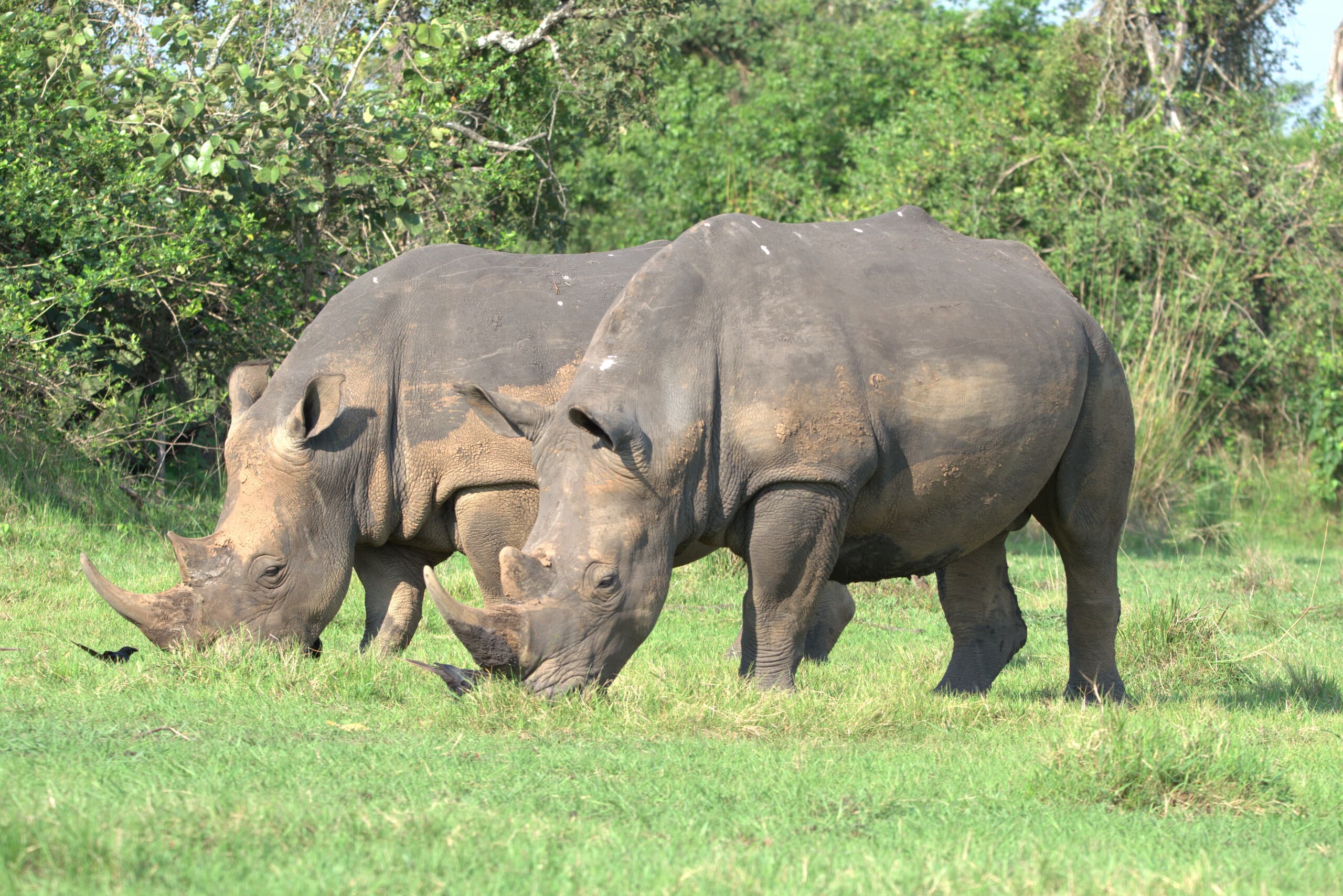 Savannah Safaris