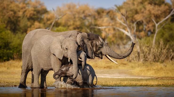10 Days Uganda & Rwanda Big Five + Primates Safari image