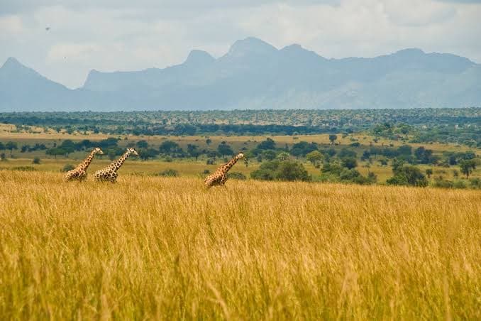 12 Days Ultimate Uganda Expedition image