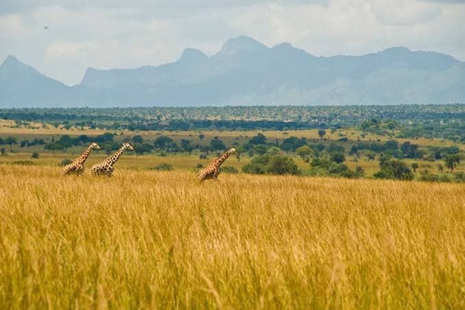 12 Days Ultimate Uganda Expedition image
