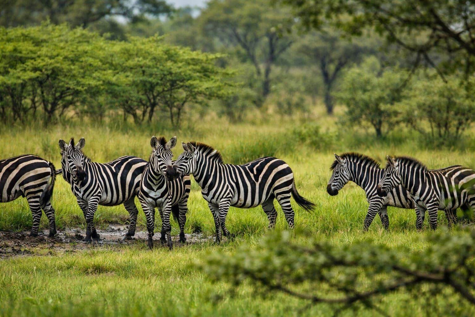 Image of zebras in the wild taken from Lake Mburo National park