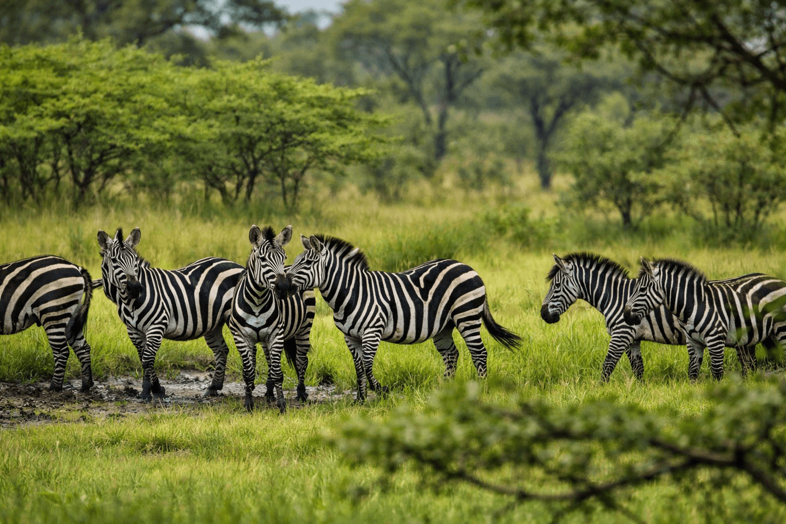 Image of zebras in the wild taken from Lake Mburo National park